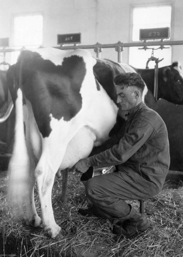 Cow in milking center