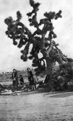 Joshua Tree camping trip