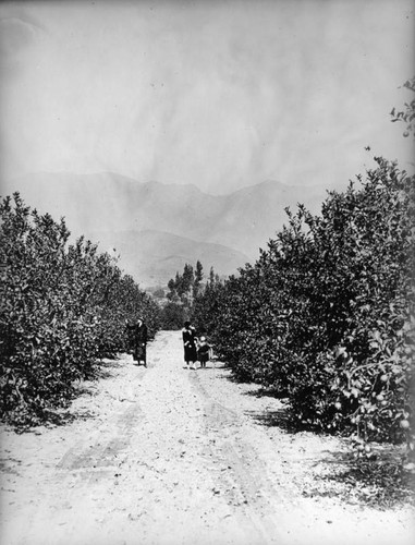 Orange grove road