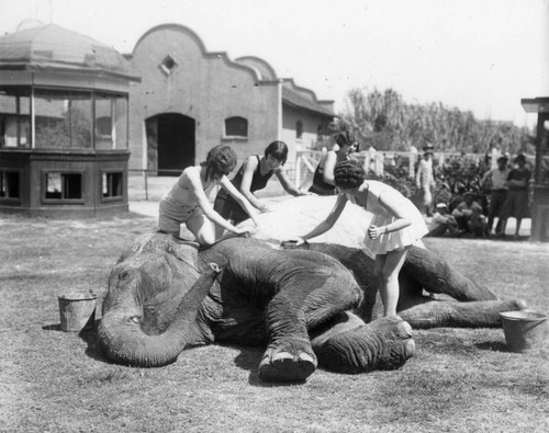 Ladies washing elephant