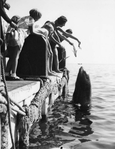 Catalina sea lion feeding