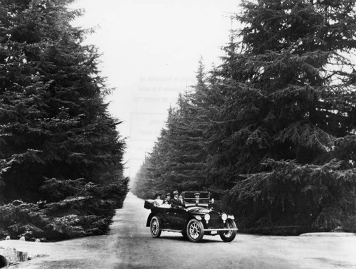 Christmas Tree Lane, Altadena