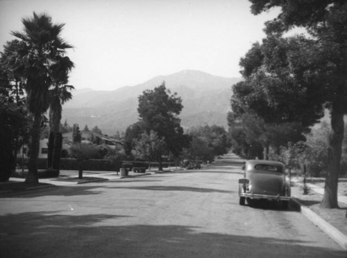 Tree lined residential street, Glendale