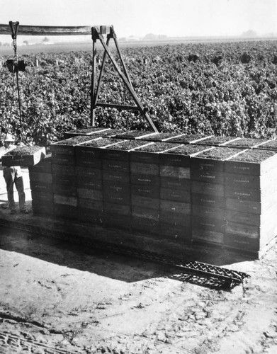 Drying raisins in the field