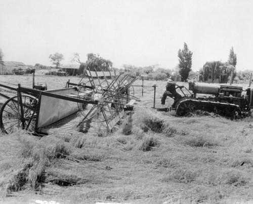 Windrowing oats