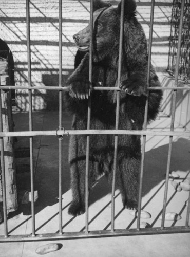 Bear at Zoopark