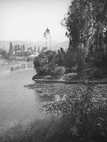 Toluca Lake waterlilies