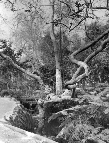 Shapely tree in Fern Dell — Calisphere
