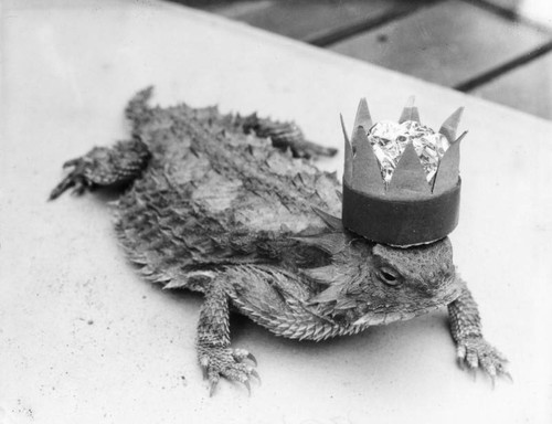 Horned toad with crown