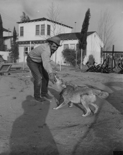 Man and coyote