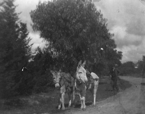 Burros on Pasadena Road