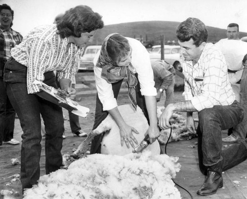 Sheep shorn at Pierce College workshop