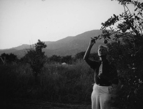 Herman in an orange grove