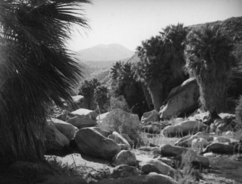 Palm Canyon area creek