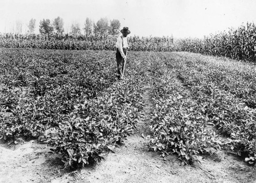 Peanut field