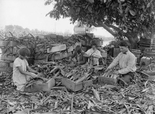 Packing corn for market