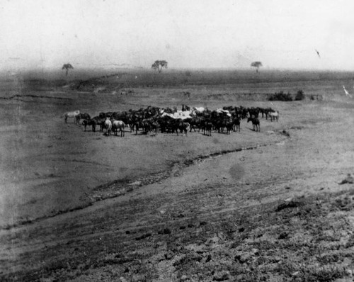 Horses grazing, Encino Rancho