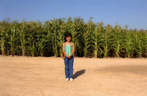 "Not a Cornfield," cornfield