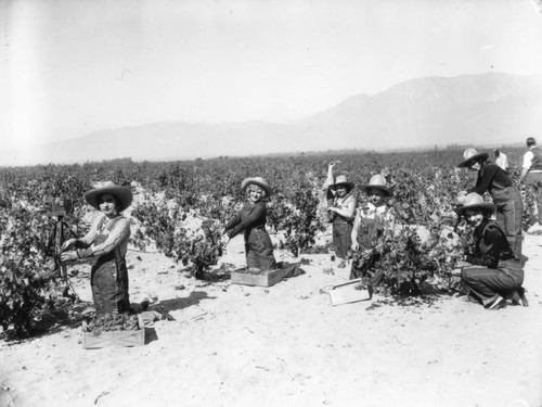 Women working in Gausti vineyard, view 9