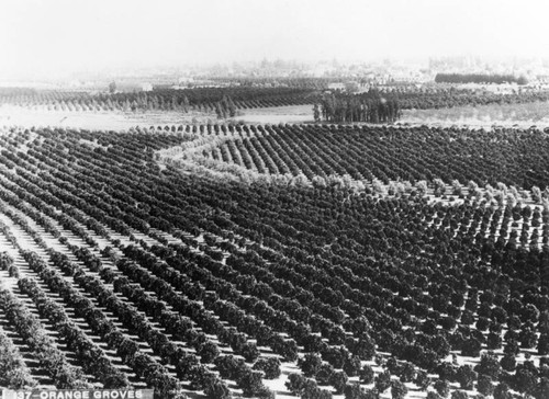 Aerial view of orange groves