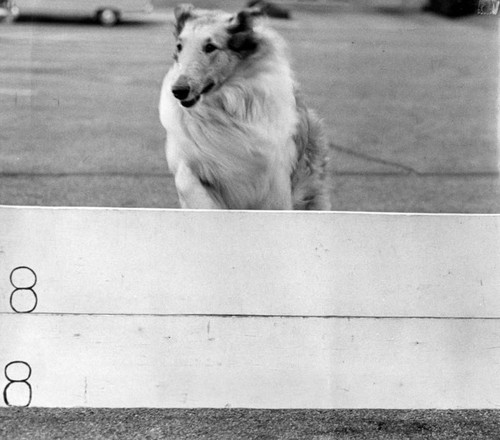 Collie takes high jump