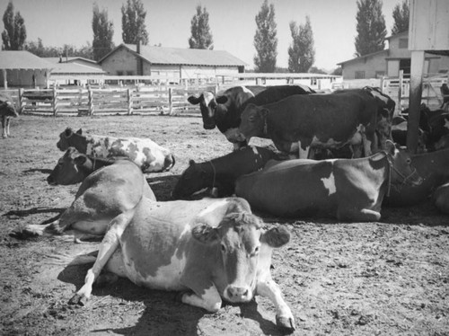 Milk cows at Adohr