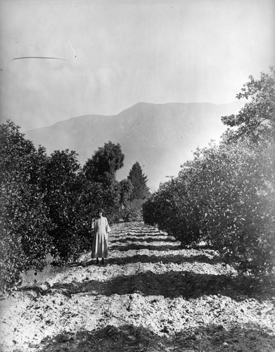 Altadena orange grove