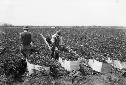 Celery workers