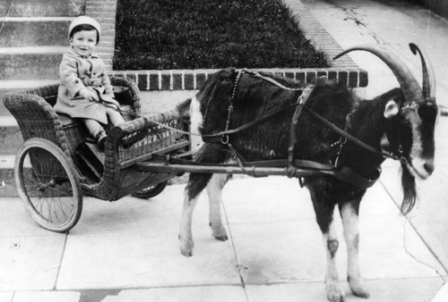 Child in goat cart