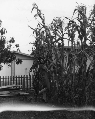 Backyard cornfield