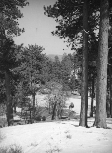 Big Pines Recreation Camp, towering pines