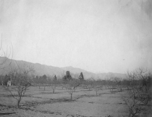 Pasadena orchard