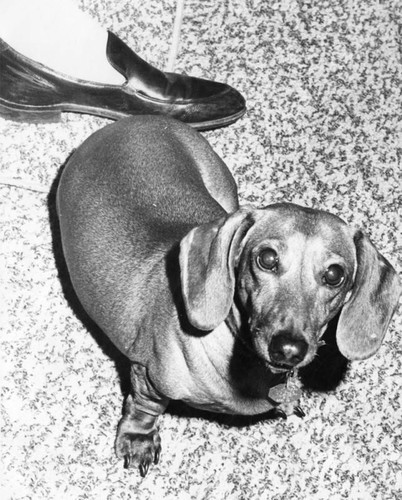 Sandi the dachshund