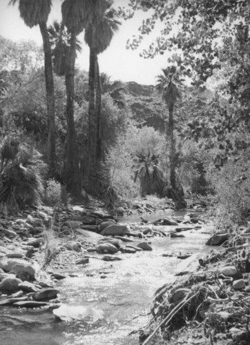 Palm Canyon area creek