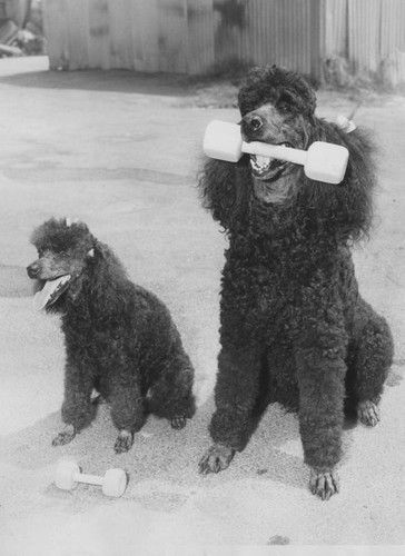 Delrego Products Co., poodles with dumbbell