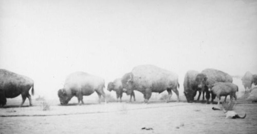 Bison diorama at the Los Angeles County Museum of History, Science, and Art