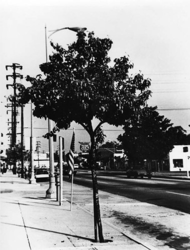 Colorado Boulevard, Eagle Rock