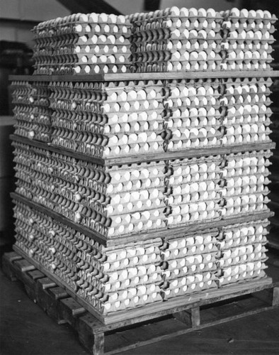 Egg packing-house