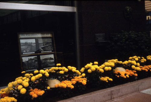 Chrysanthemums, Lincoln Savings and Loan