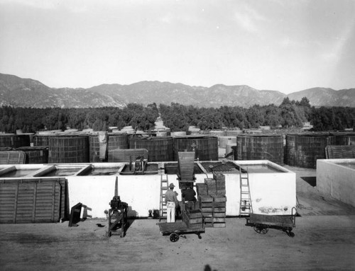 Olive curing vats in Sylmar