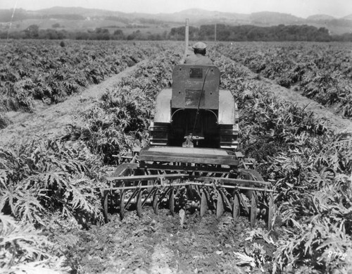 Cultivating artichokes