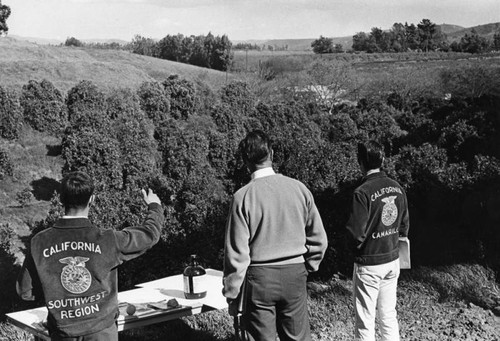 Looking at orange trees