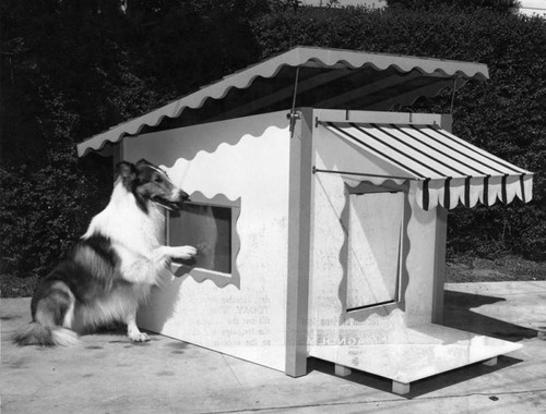 Here's good place for dog to live (even Lassie)