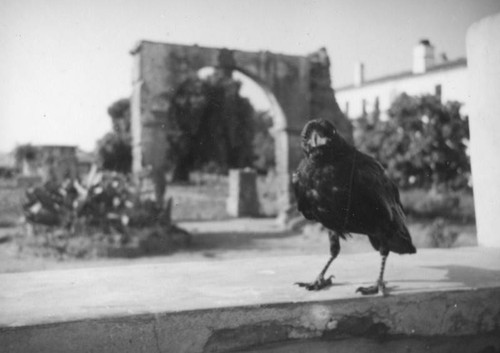 Crow, Mission San Luis Rey, Oceanside