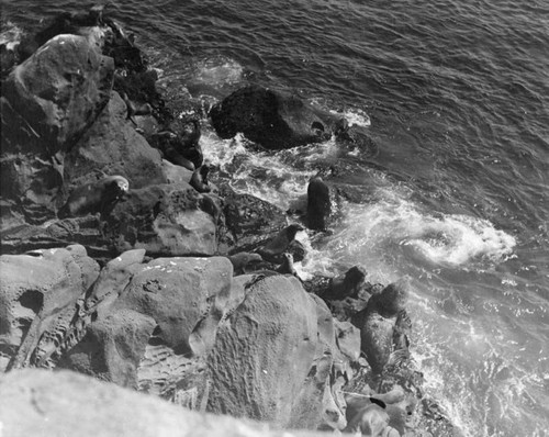 Seals on rock