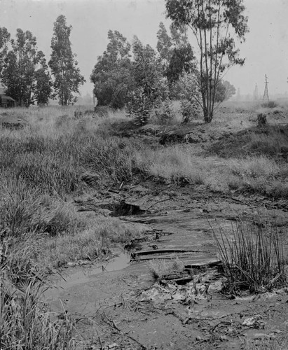 View of brea seepage, Rancho La Brea