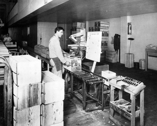 Citrus packing operations, Lamanda Park