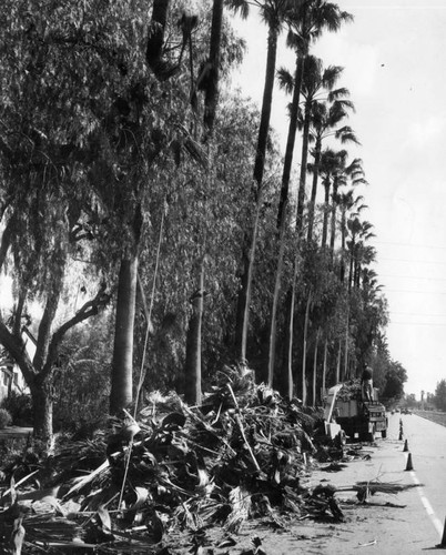 Tree surgeons clip San Fernando palms