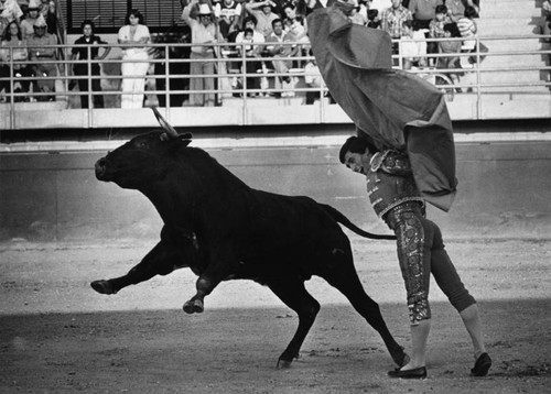 Just another day at the bullfights--in Pico Rivera