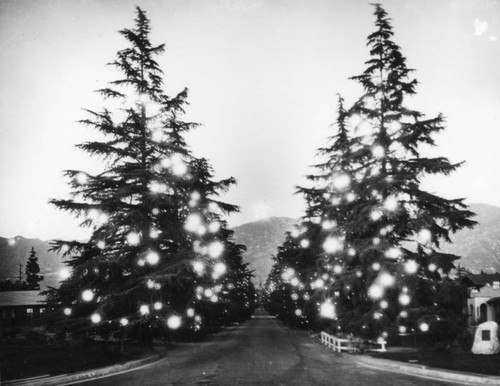 Altadena's Christmas Tree Lane